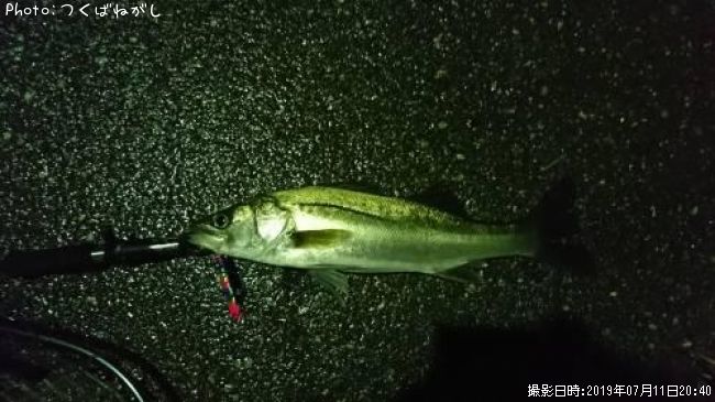 �����Х�