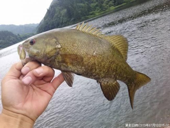 ���⡼��ޥ����Х�