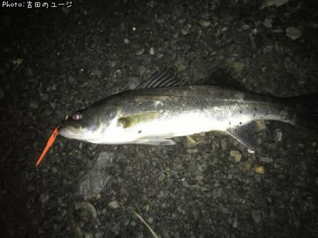 �����Х�