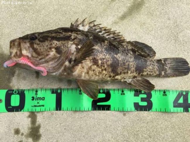 �����Υ���Х�