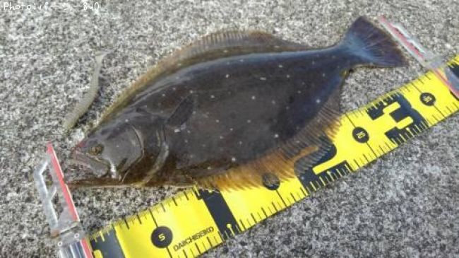 �ҥ��ʥ�����