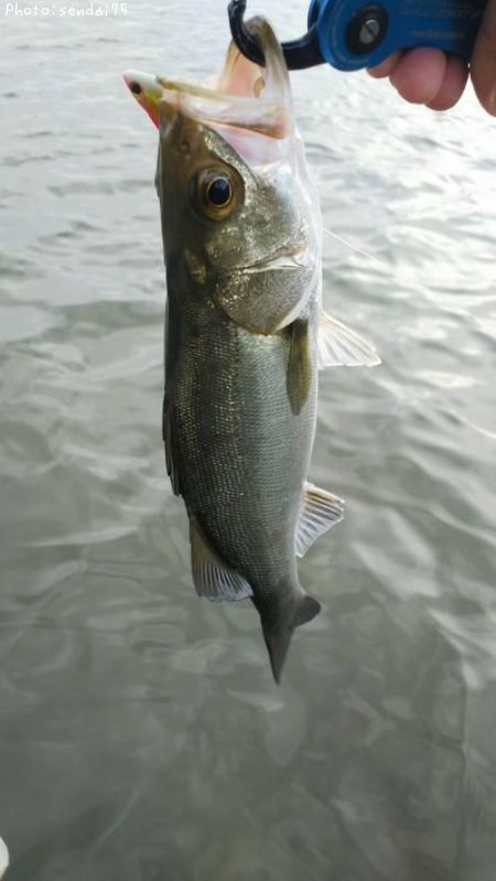 �����Х�