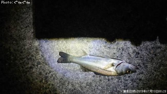 �����Х�