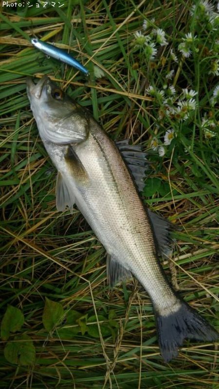 �����Х�