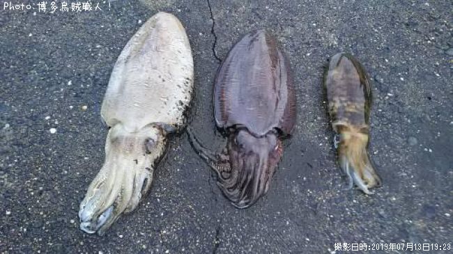 �����ꥤ��