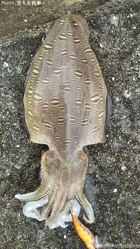 ���ߥʥꥤ��