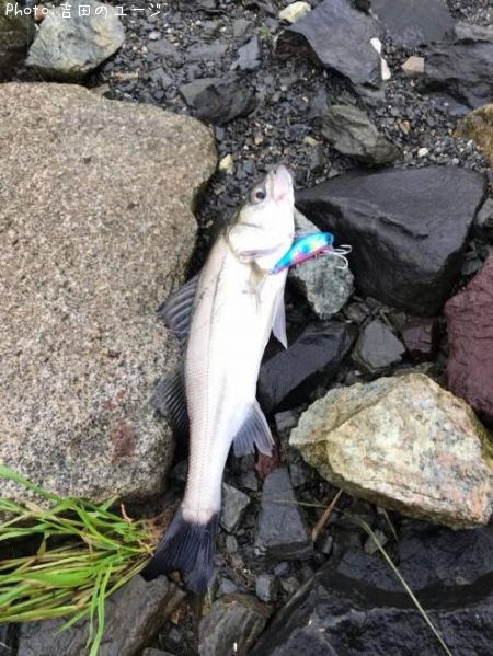 �����Х�