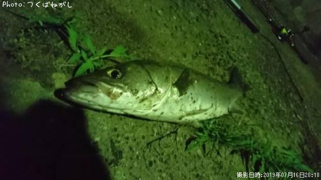 �����Х�