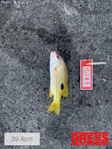 ��ޥȥӡ��ڥ˥������ۥ��ե�������