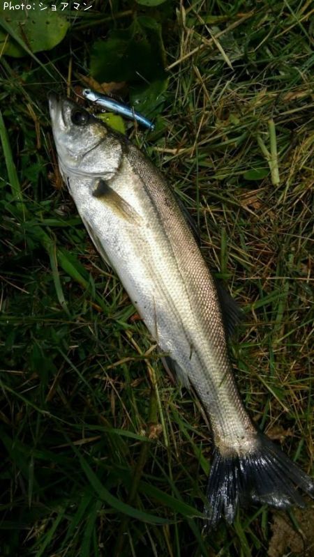 �����Х�