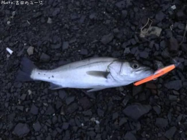 �����Х�