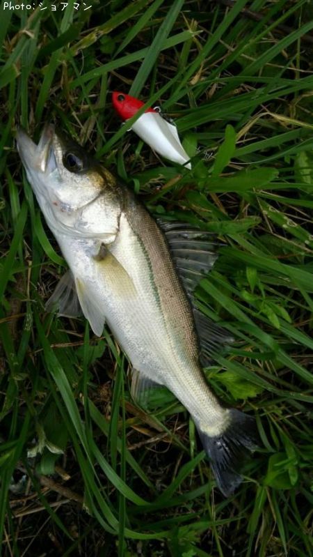 �����Х�