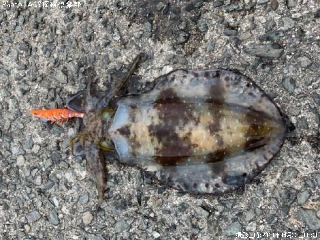 �����ꥤ��