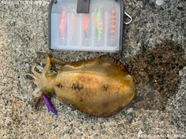 �����ꥤ��