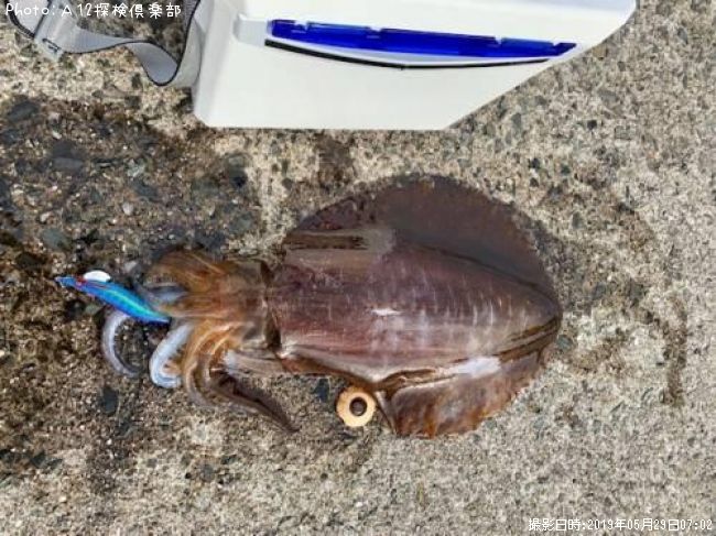 �����ꥤ��