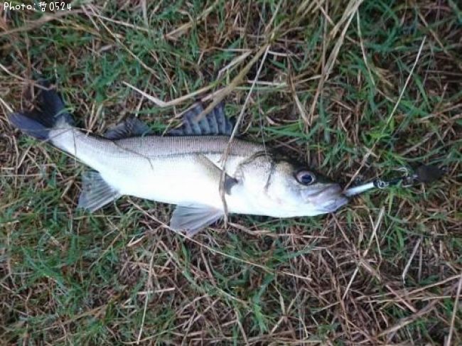 �����Х�