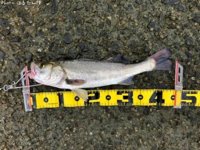 �����Х�