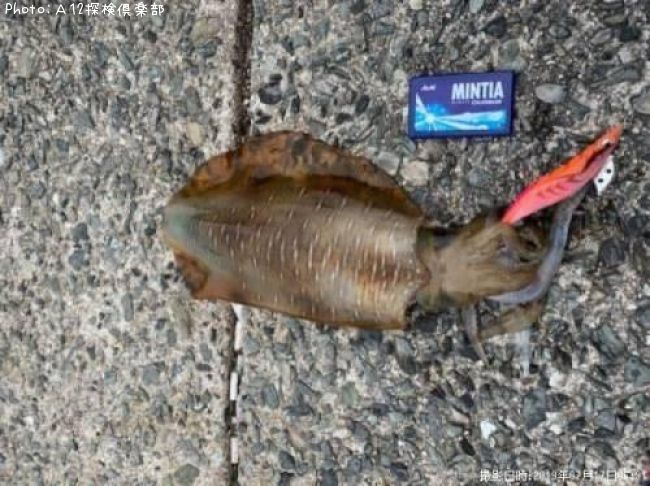 �����ꥤ��