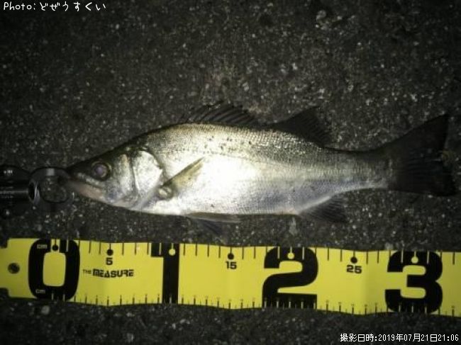 �����Х��ʥҥ饻������