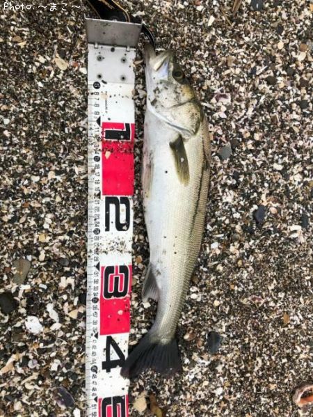 �����Х����參��