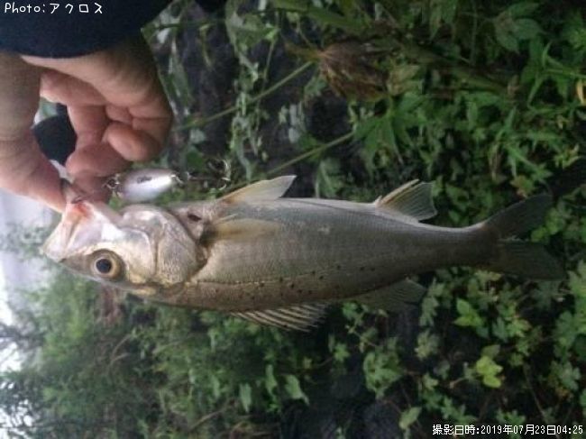 �����Х�