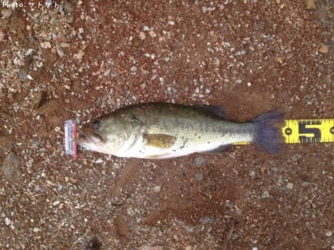 �֥�å��Х�