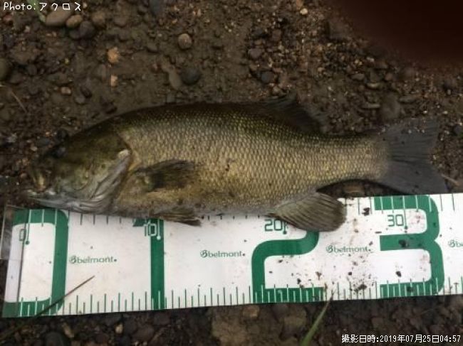 ���⡼��ޥ����Х�