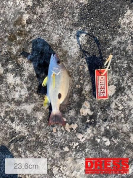 ���ʥ����ڥ����ۥ��ե�������