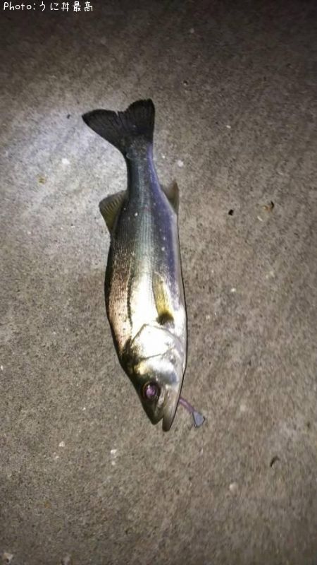 �����Х�