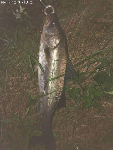 �����Х�