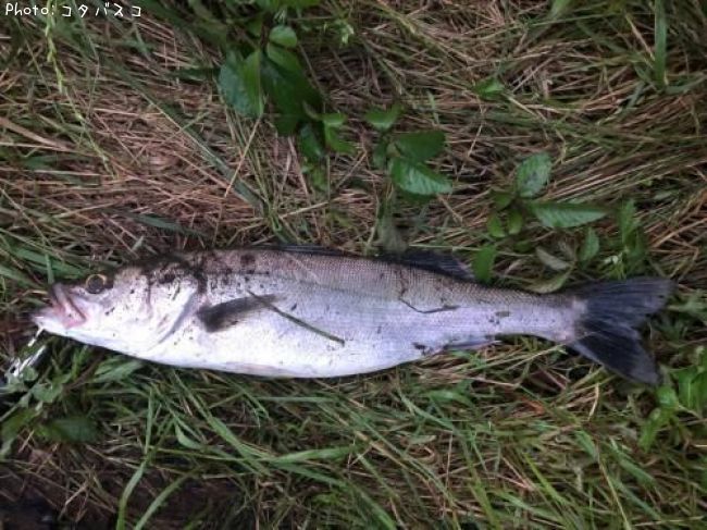 �����Х�