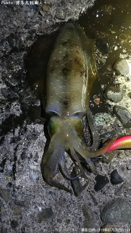 �����ꥤ��