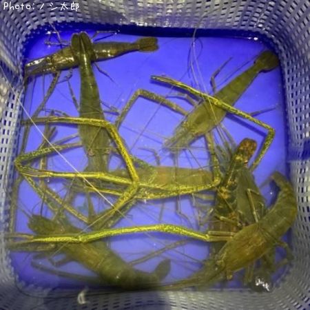 �ƥʥ�����