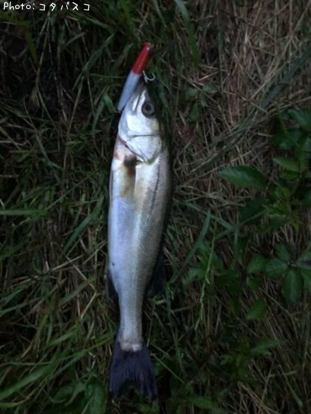 �����Х�