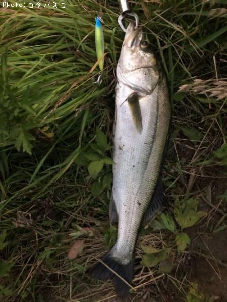 �����Х�