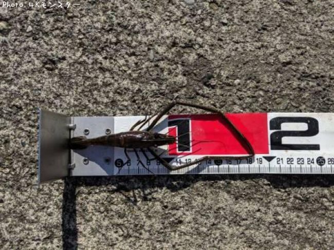 �ƥʥ�����