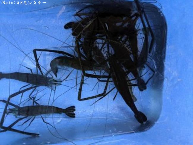 �ƥʥ�����