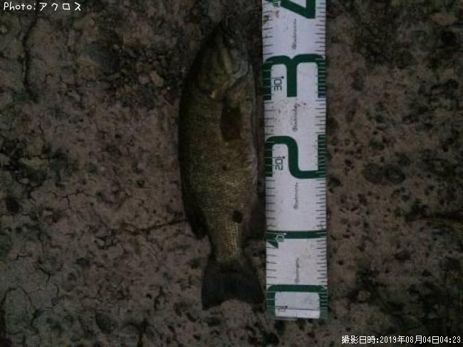 ���⡼��ޥ����Х�