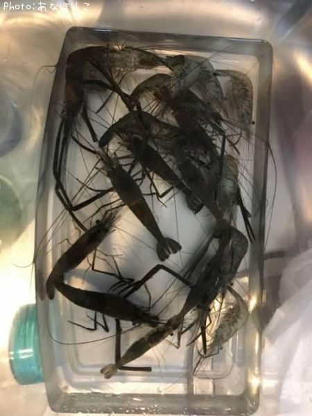 �ƥʥ�����