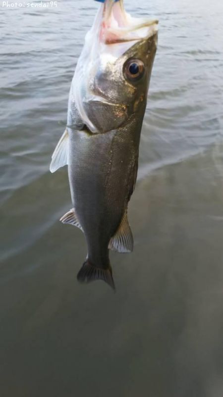 �����Х�