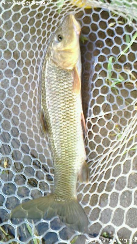 �����˥�