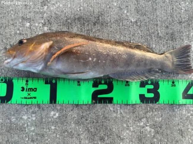 �����ʥ�