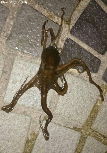 �ƥʥ�����