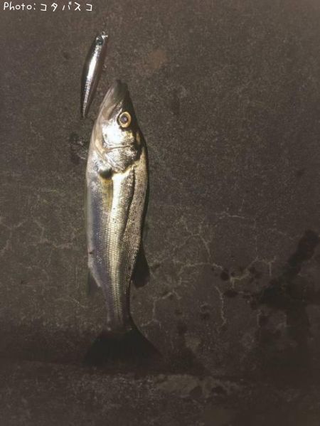 �����Х�