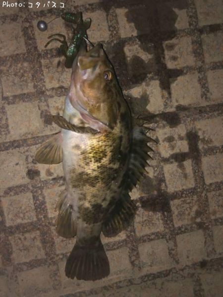 �٥å�������