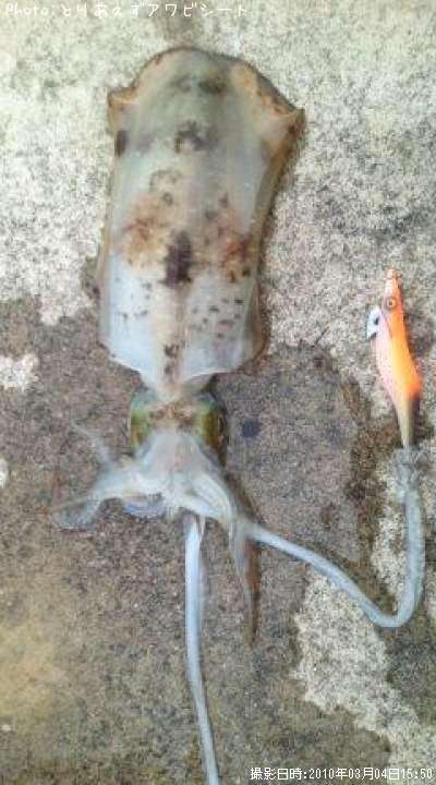 �����ꥤ��