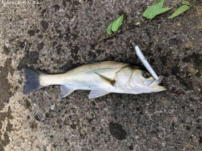 �����Х�