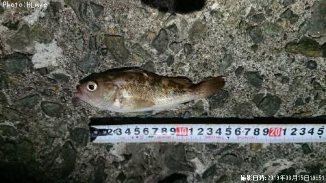 ������Х�