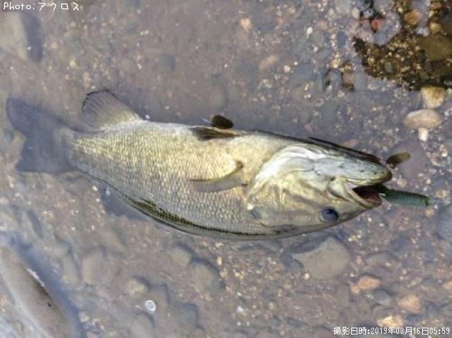 ���⡼��ޥ����Х�