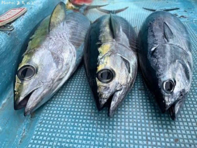 �ߡ����ӡڥ�Х��ޥ�����